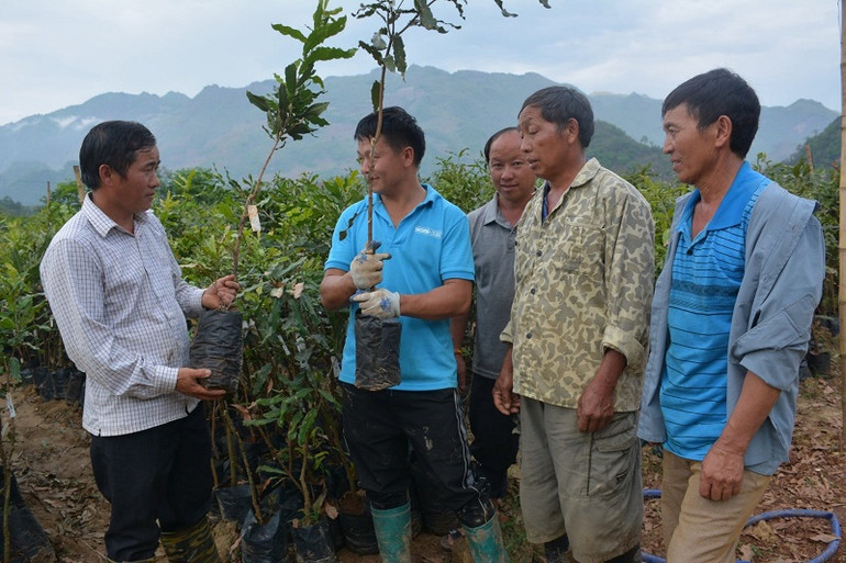 Để nâng cao đời sống người dân, huyện Tuần Giáo (tỉnh Điện Biên) ưu tiên thực hiện phát triển cây mắc-ca giúp người dân có nguồn thu ổn định, bền vững.