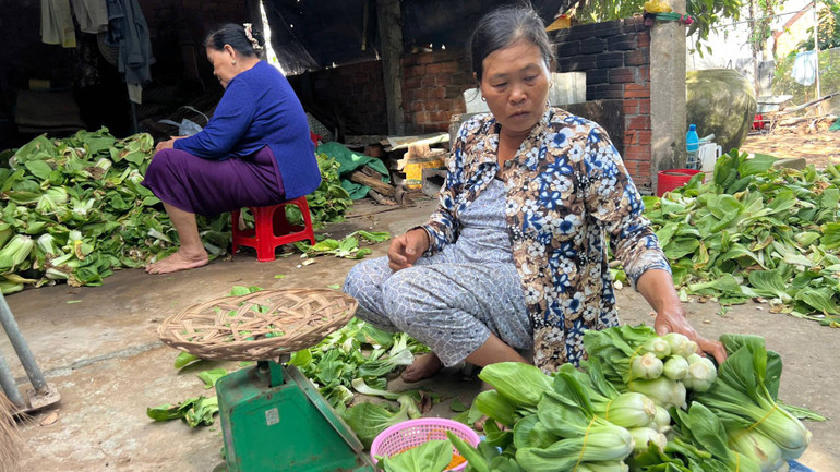 Gia đình bà Nguyễn Thị Yến được tiêu thụ giúp gần 500 kg rau cải thìa. (Ảnh: HOÀNG TRUNG) Gia đình bà Nguyễn Thị Yến được tiêu thụ giúp gần 500 kg rau cải thìa. (Ảnh: HOÀNG TRUNG)