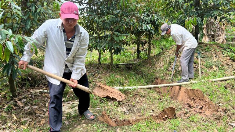 Gia đình ông Tâm thuê nhân công đào đất ngăn nước mặn tràn vào vườn sầu riêng. (Ảnh: HOÀNG TRUNG)
