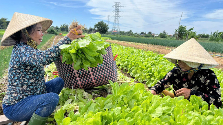 Gia đình bà Lê Thị Gấm, ngụ xã An Hòa Tây (huyện Ba Tri, tỉnh Bến Tre) còn tồn đọng rau ngoài đồng. (Ảnh: HOÀNG TRUNG) Gia đình bà Lê Thị Gấm, ngụ xã An Hòa Tây (huyện Ba Tri, tỉnh Bến Tre) còn tồn đọng rau ngoài đồng. (Ảnh: HOÀNG TRUNG)