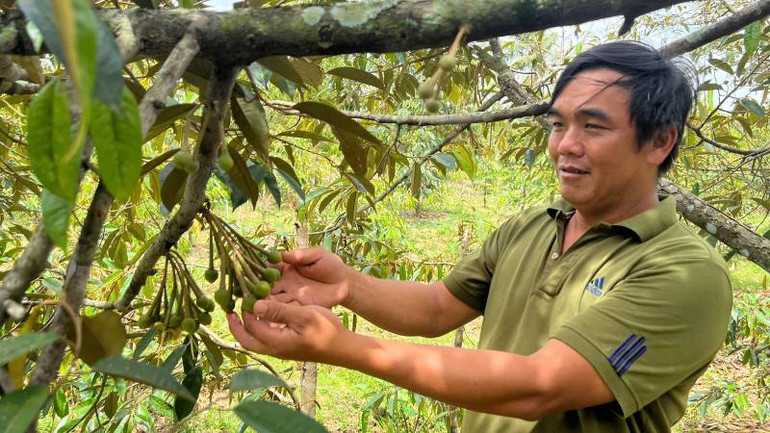 Ông Lê Thanh Tâm, ngụ xã Long Thới (huyện Chợ Lách) chăm sóc vườn sầu riêng trong mùa hạn mặn. (Ảnh: HOÀNG TRUNG)