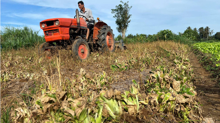 Ruộng rau cải thìa của gia đình ông Nguyễn Văn Đạt chết khô ngoài đồng vì không tiêu thụ được. (Ảnh: HOÀNG TRUNG) Ruộng rau cải thìa của gia đình ông Nguyễn Văn Đạt chết khô ngoài đồng vì không tiêu thụ được. (Ảnh: HOÀNG TRUNG)