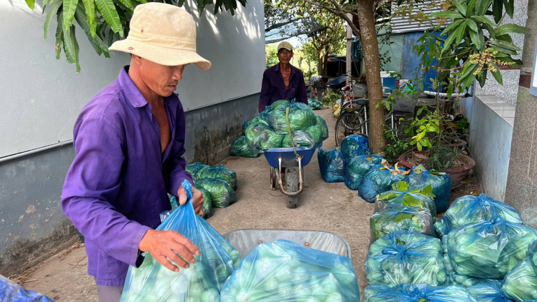 Nông dân xã Tân Thủy (huyện Ba Tri, tỉnh Bến Tre) chuyển rau ra điểm tập kết để Hội Nông dân kết nối các đơn vị tiêu thụ giúp. (Ảnh: HOÀNG TRUNG) Nông dân xã Tân Thủy (huyện Ba Tri, tỉnh Bến Tre) chuyển rau ra điểm tập kết để Hội Nông dân kết nối các đơn vị tiêu thụ giúp. (Ảnh: HOÀNG TRUNG)