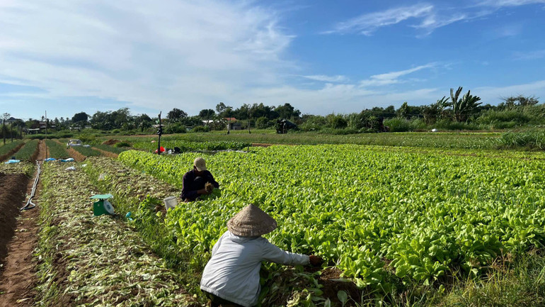 Rau chưa tiêu thụ hết còn ngoài đồng với số lượng khá lớn. (Ảnh: HOÀNG TRUNG) Rau chưa tiêu thụ hết còn ngoài đồng với số lượng khá lớn. (Ảnh: HOÀNG TRUNG)