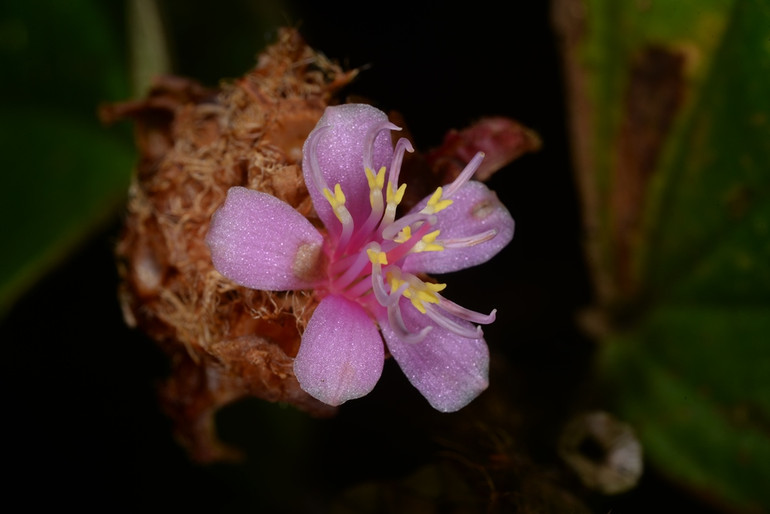 "Hoa mây" Xephoanthus nubigenus được phát hiện trong các khu rừng có mây bao phủ tại cao nguyên Lang Biang ở tỉnh Lâm Đồng.