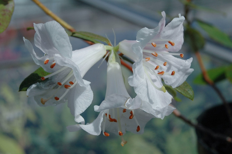 Loài hoa Rhododendron tephropeploides được phát hiện ở Phan Xi Păng, đỉnh núi cao nhất Việt Nam và thuộc dãy núi Hoàng Liên Sơn.