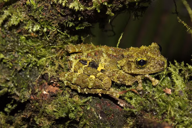 Theloderma khoii – ếch rêu Khôi - là một loài ếch lớn tuyệt đẹp mang trên mình màu xanh rêu, giúp loài này hòa lẫn vào các tảng đá phủ đầy rêu và địa y. Theloderma khoii – ếch rêu Khôi - là một loài ếch lớn tuyệt đẹp mang trên mình màu xanh rêu, giúp loài này hòa lẫn vào các tảng đá phủ đầy rêu và địa y.