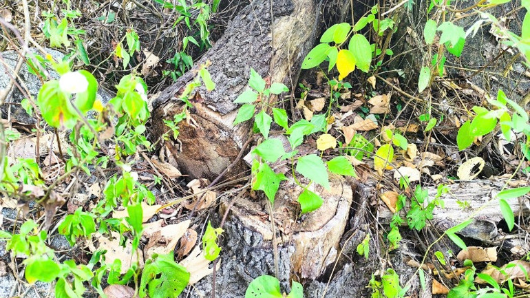 Nhiều gốc cây bị cưa hạ đã khô còn nằm lại tại hiện trường.