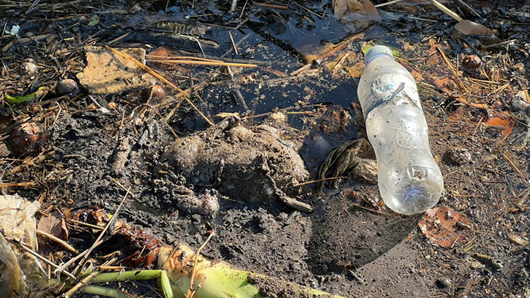 Xác động vật đang bị phân hủy nằm ở lòng kênh gây mùi hôi thối nồng nặc.