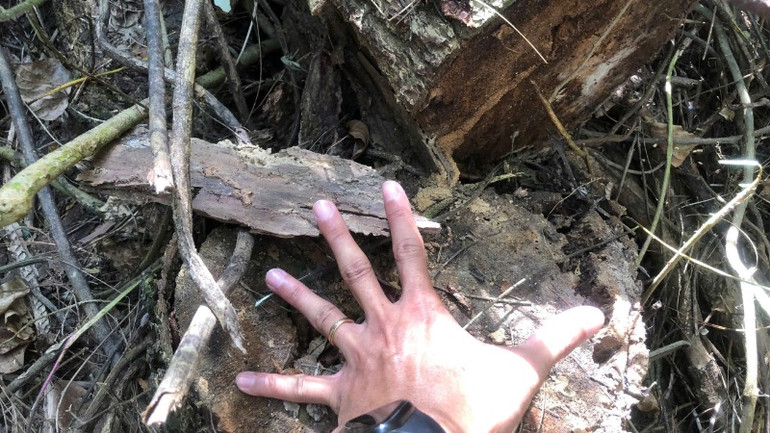 Nhiều thân cây gỗ có đường kính từ 40cm đến 50cm vẫn còn nằm tại hiện trường.