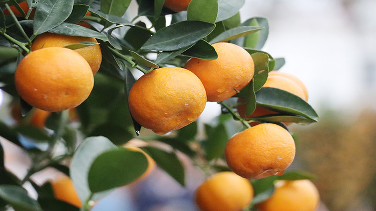 Quất Hội An năm nay chất lượng tốt, quả to tròn và đẹp.