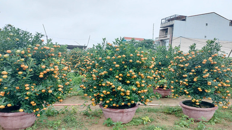 Quất cảnh Hội An năm nay giá dao động từ 500 nghìn đồng đến vài triệu đồng mỗi cây, tùy thuộc vào kích thước lớn nhỏ của quất.