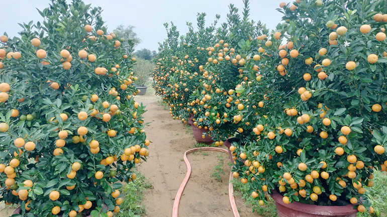 Quất cảnh Hội An năm nay chất lượng tốt, quả to tròn và đẹp.