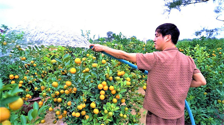 Hơn 70% quất cảnh trên địa bàn xã Cẩm Hà đã được thương lái các nơi đặt mua.