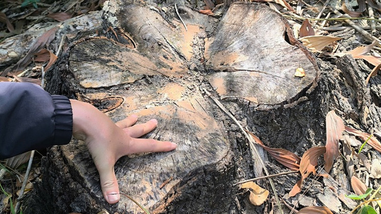 Gốc cây có đường kính khoảng 50cm đã bị cưa hạ tại khoảnh 2, 3 Tiểu khu 582 khu vực Dương Huê, xã Tam Dân, huyện Phú Ninh, tỉnh Quảng Nam.