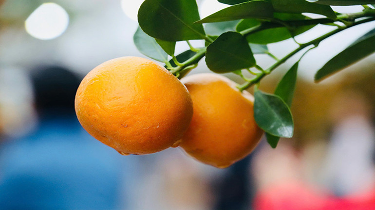 Quất có cành lá tươi xanh, quả trĩu vàng như mong ước về một năm mới đong đầy những điều tốt đẹp.