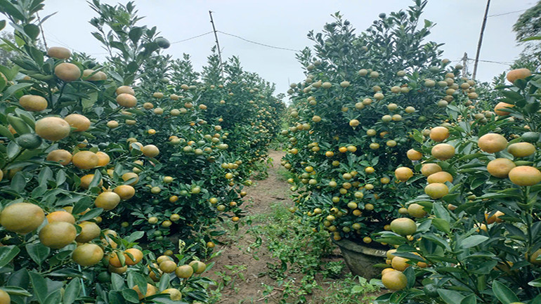 Thời tiết năm nay không được thuận lợi, song nhờ lượng mua ổn định nên người trồng quất ở Hội An rất phấn khởi.