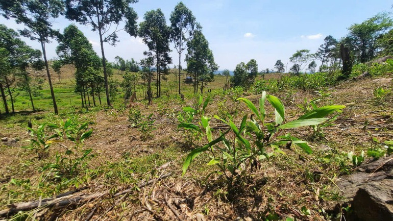 Khu vực lấn chiếm đất rừng phòng hộ để trồng keo trong rừng phòng hộ Phú Ninh.