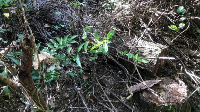 Các đối tượng khai thác gỗ trái phép sử dụng cách thức chặt hạ cây gỗ xen kẽ và không tập trung tại một điểm nên khi quan sát bằng mắt thường bên ngoài rất khó để phát hiện.