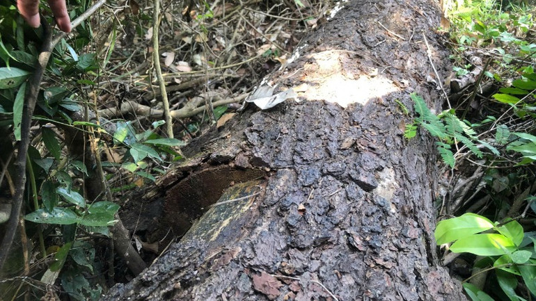 Nhiều thân cây gỗ đã được các đối tượng phá rừng dùng cưa máy phân chia ra nhiều đoạn bằng nhau.