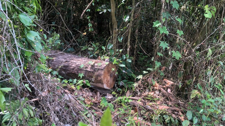 Nhiều đoạn thân gỗ nghi là cây thông Caribe được giấu kín trong bụi rậm, với chiều dài khoảng 2m và đường kính khoảng 50cm.