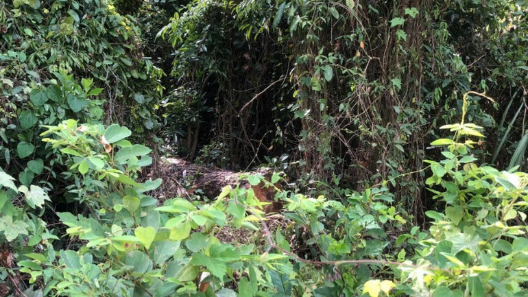 Sau khi đốn hạ cây gỗ thì các đối tượng che giấu vào các bụi cây cối rậm rạp để khó nhìn thấy.