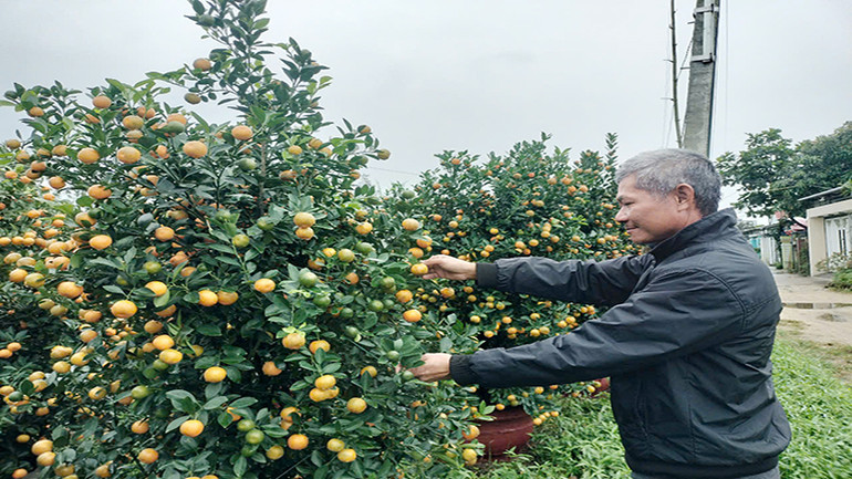 Người trồng quất cảnh ở xã Cẩm Hà dự kiến thu về hơn 42 tỷ đồng trong vụ mùa năm nay.