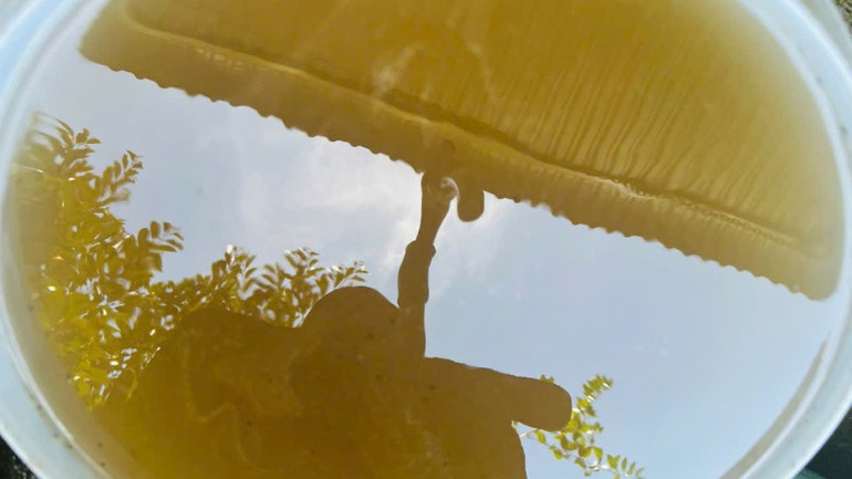 Nguồn nước có màu vàng đục với nhiều cặn và váng sau thời gian mất nước trở lại.