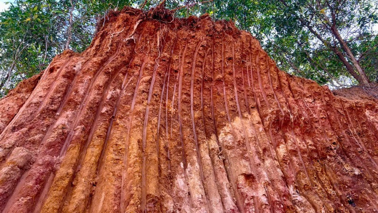 Dấu vết của xe múc thực hiện khai thác đất, đá trái phép tại hiện trường vụ việc.