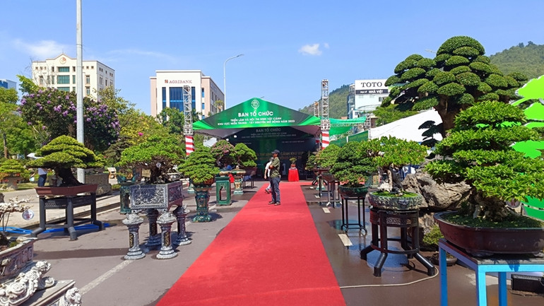 Hàng trăm tác phẩm cây cảnh được trưng bày tại triển lãm.