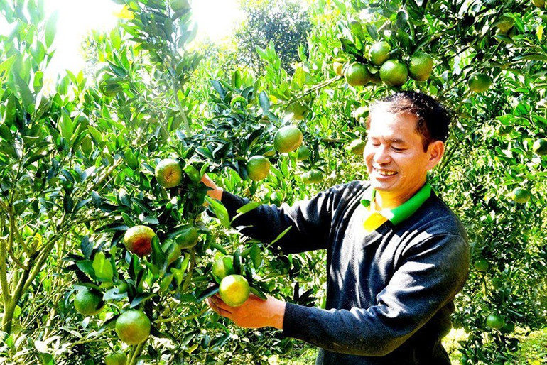 Đồng bào dân tộc thiểu số huyện Mường Khương, Lào Cai, thu hoạch quýt. (Ảnh: QUỐC HỒNG)