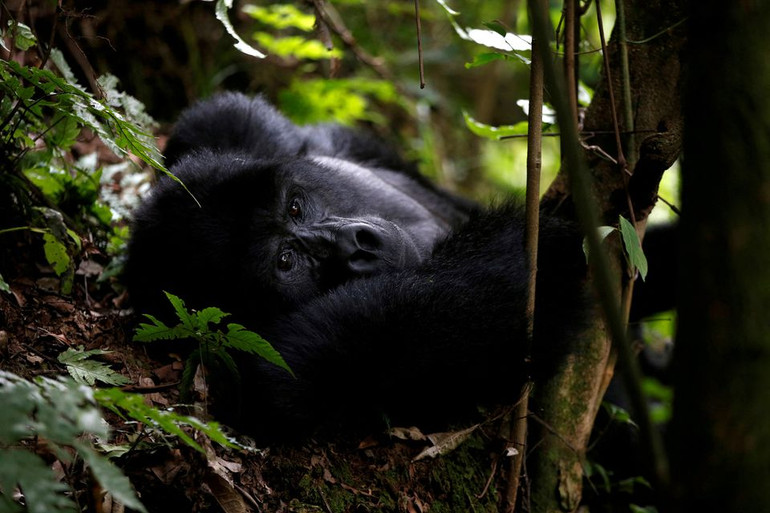 Một con khỉ đột núi đực thuộc nhóm Mukiza trong khu rừng thuộc Công viên quốc gia Bwindi gần thị trấn Kisoro, Uganda ngày 31/3/2018. Ảnh: Reuters.