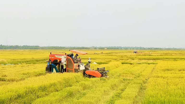 Nông dân huyện Quảng Ninh, Quảng Bình thu hoạch lúa đông xuân.