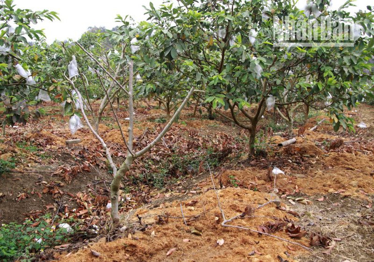 Cây na trồng xen với cây ổi của gia đình ông Khổng Minh Hưng đã chết. Cây na trồng xen với cây ổi của gia đình ông Khổng Minh Hưng đã chết.