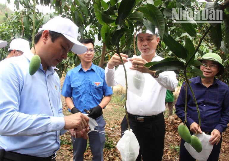 Hội Nông dân tỉnh Sơn La và huyện Mường La phấn đấu bao được 15 triệu trái cây phục vụ tiêu thụ và xuất khẩu.
