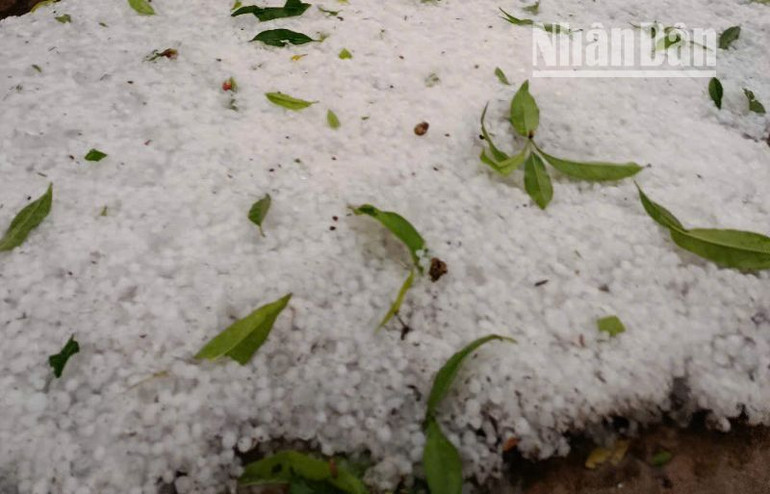 Mưa đá xuất hiện tại xã Nà Nhạn, thành phố Điện Biên Phủ với lượng lớn. (Ảnh: MỊ SAY)