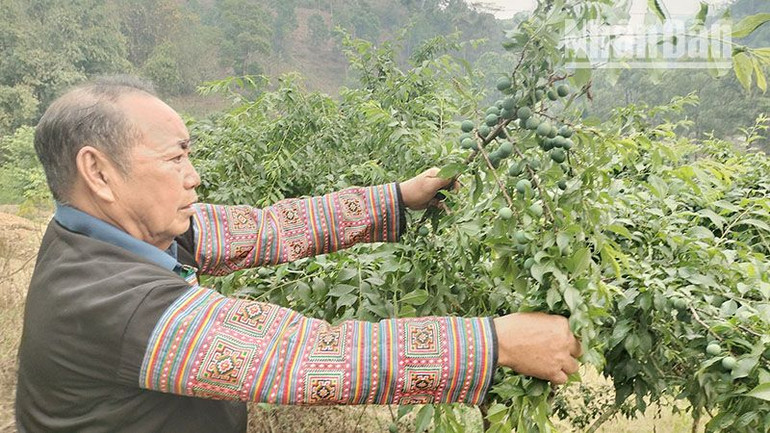 Hiện gia đình ông Mùa Lao Ư có 300 gốc mận hậu đã cho thu hoạch quả.