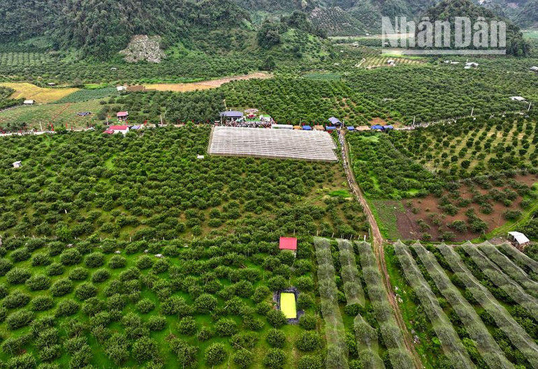 Hiện, tỉnh Sơn La có có 12.400ha mận hậu trồng tại các huyện, thành phố.