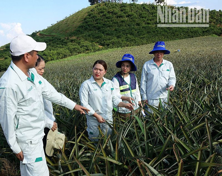 Tổ khuyến nông cộng đồng huyện Yên Châu, tỉnh Sơn La kiểm tra mô hình thâm canh dứa an toàn tại bản xã Yên Sơn.