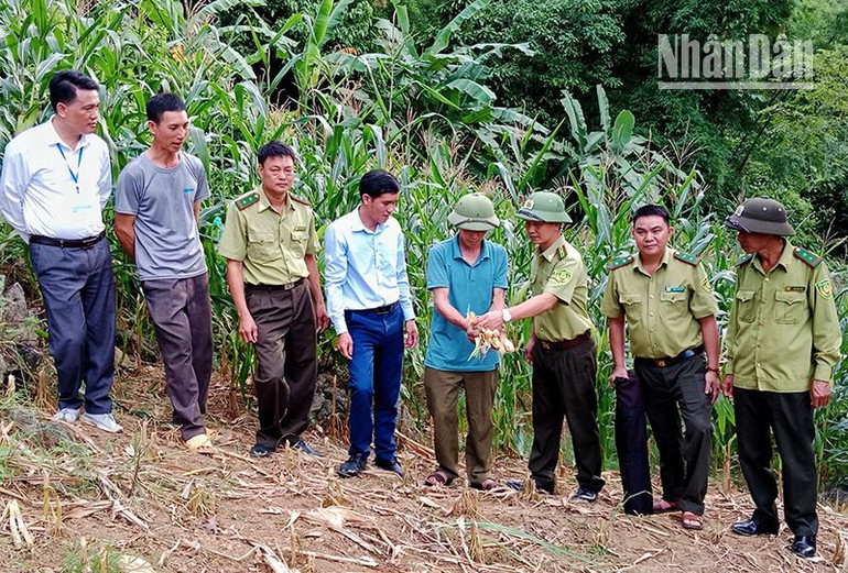 Lực lượng kiểm lâm huyện Phù Yên xuống kiểm tra và tuyên truyền người dân bảo vệ đàn khỉ.