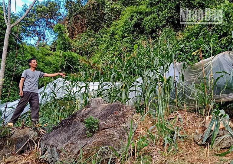 Xuất hiện đàn khỉ số lượng lớn phá hại hoa màu ở Sơn La ảnh 6