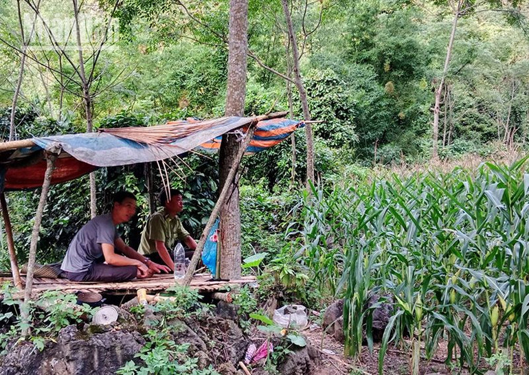 Xuất hiện đàn khỉ số lượng lớn phá hại hoa màu ở Sơn La ảnh 5