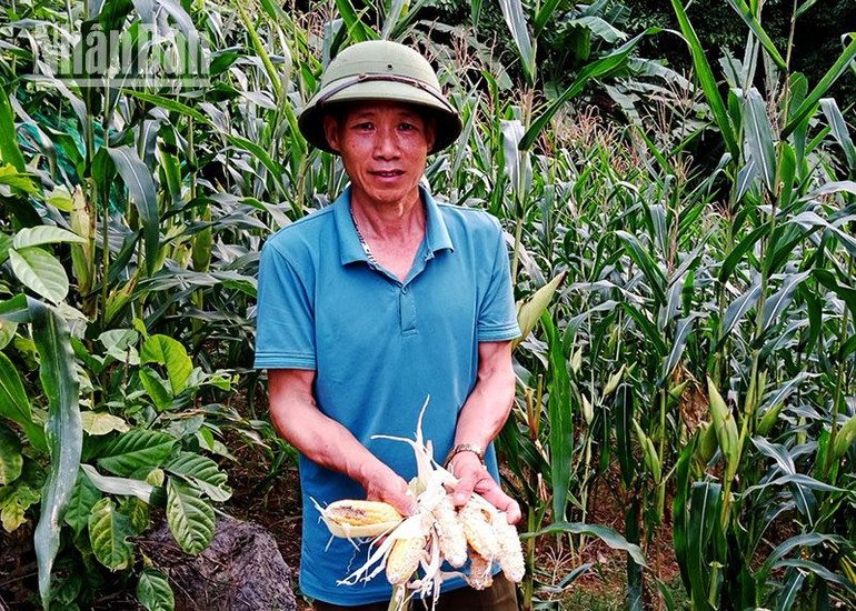 Xuất hiện đàn khỉ số lượng lớn phá hại hoa màu ở Sơn La ảnh 3