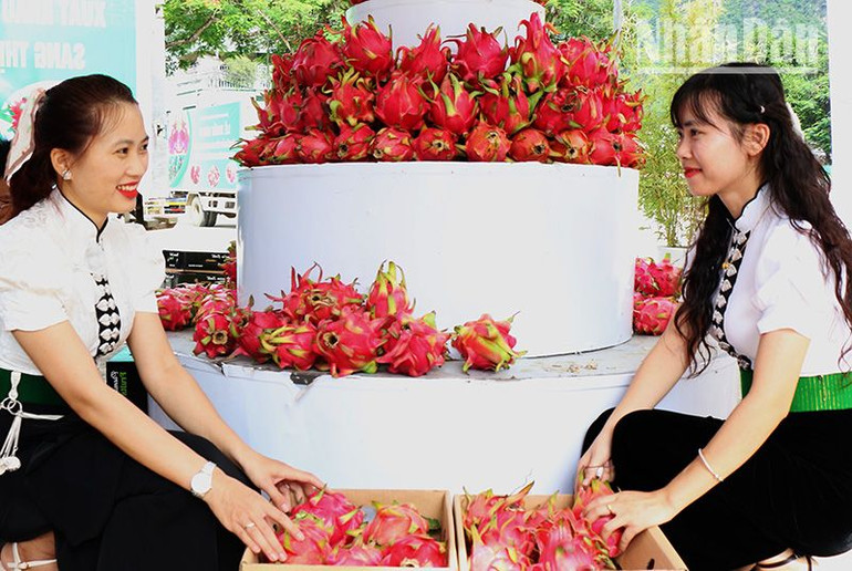 Huyện Thuận Châu là nơi có diện tích trồng nhiều thanh long ruột đỏ nhiều nhất của tỉnh Sơn La.