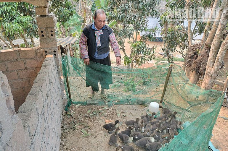 Ông Mùa Lao Ư được đánh giá là một trong những nông dân tiêu biểu trong phát triển kinh tế hộ tại xã biên giới Chiềng Tương.