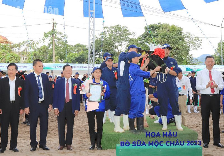 Ban Tổ chức trao giải “Hoa hậu” cho "cô bò" của chủ hộ Phạm Thị Nhuần, đơn vị Vườn Đào 1, thị trấn nông trường Mộc Châu. (Ảnh: Việt Anh)