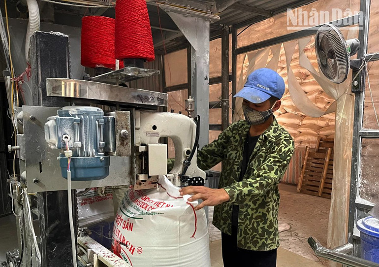 Đóng gói tinh bột sắn tại Nhà máy tinh bột sắn Sơn La-Chi nhánh Công ty cổ phần tinh bột sắn Phú Yên.