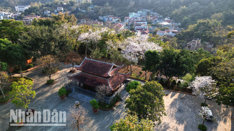 Vào tháng 3 hằng năm, miền hoa ban Sơn La lại càng trở nên đặc biệt hơn khi sắc hoa ban bung nở rực rỡ khắp các con đường, xã, bản và núi, đồi...