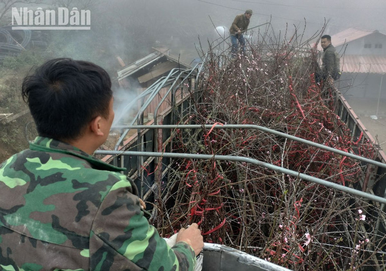 Đào được chất lên các xe tải 4 chân để chở về tỉnh Hà Nội, Hải Phòng.