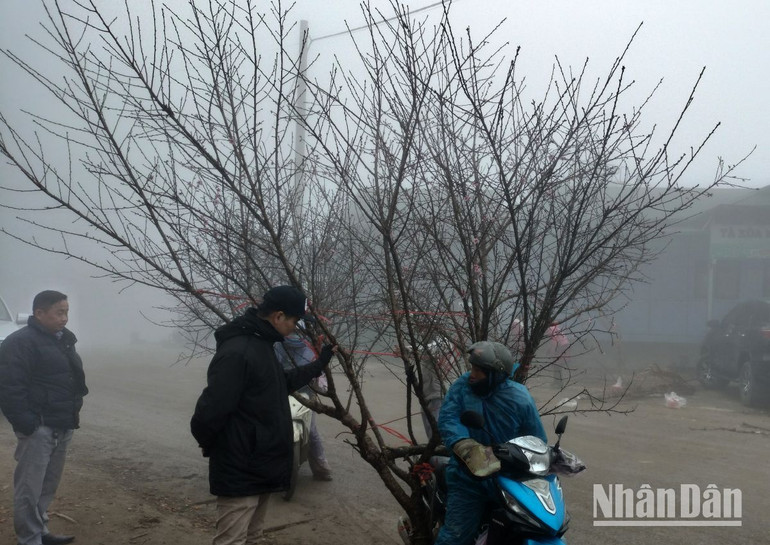 Khách du lịch từ Hà Nội tìm mua đào tại khu vực xã vùng cao Tà Xùa.